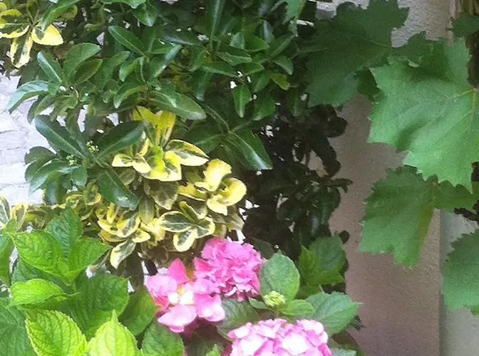 Das Kleine Altstadt Bernkastel-Kues